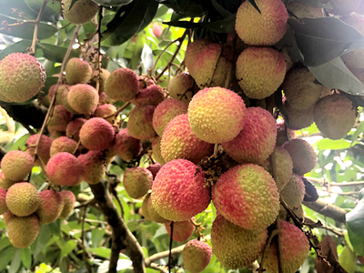 嶺南六月荔枝丹，‘馬甲’增添別樣紅——技術推廣服務助力產業升級